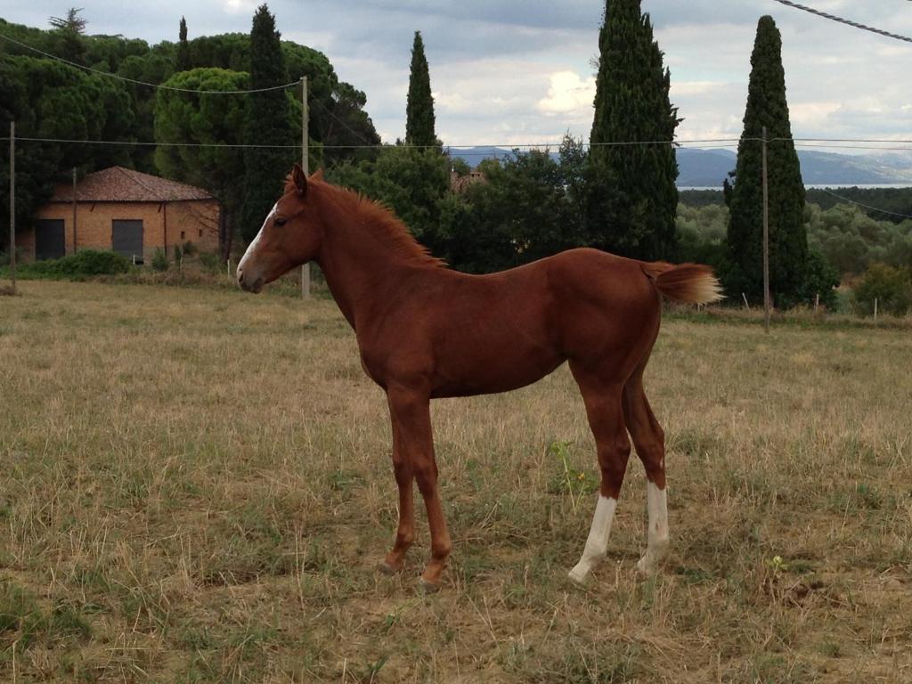 Agriturismi Farina Castiglione del Lago Buitenkant foto